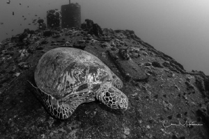 Honu on the deck of the Sea Tiger by Chris Mckenna 